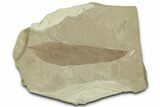 Fossil Leaf (Beilschmiedia) - Green River Formation, Utah #325578-1